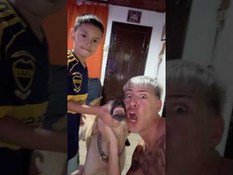 el mini rabiosito hizo rapear al VIEJO ROCKY 🤣❤️👶🏻 #viral #brother #dogs #parati #shortsyoutube