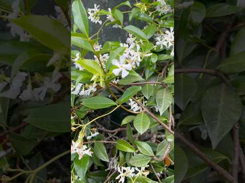 Naturaleza en Mariscala (I)