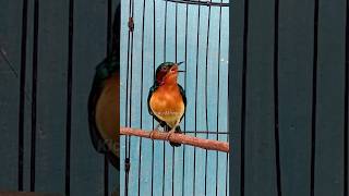 Download lagu kowul gacor isian kenari #kicaumonster #birds #kicaumania mp3