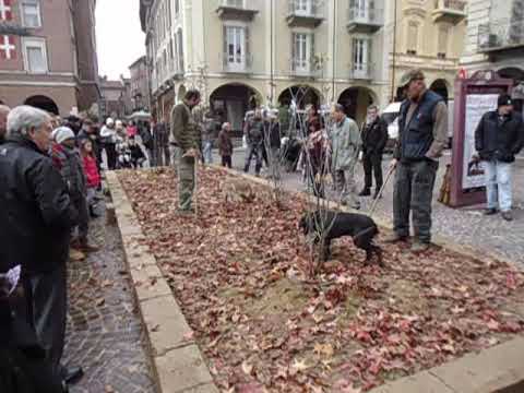 Trüffelreisen   Asti und Alba