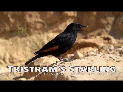 Liskavec roklinový (Onychognathus tristramii) — starostlivosť, voliéra a kŕmenie