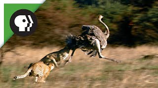 Cheetahs Chasing Ostrich