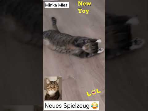Minka Miez New Spielzeug 🐟😂