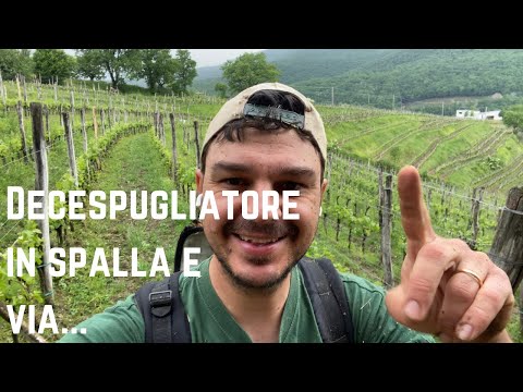 Pulizia sottofila del vigneto di Merlot | 3 consigli sul decespugliatore