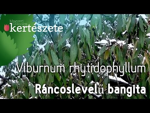 Télen díszítő növények: Viburnum rhytidophyllum - Ráncoslevelű bangita