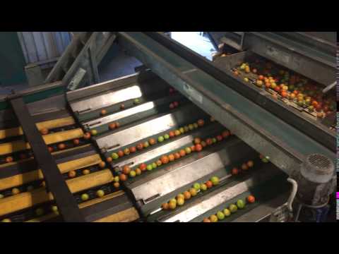 Tomato packing - sorting 3