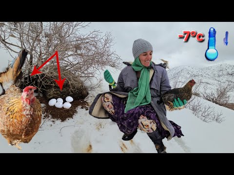 The story of miraculous survival of a chicken and its eggs in a blizzard and deadly cold🥶😲