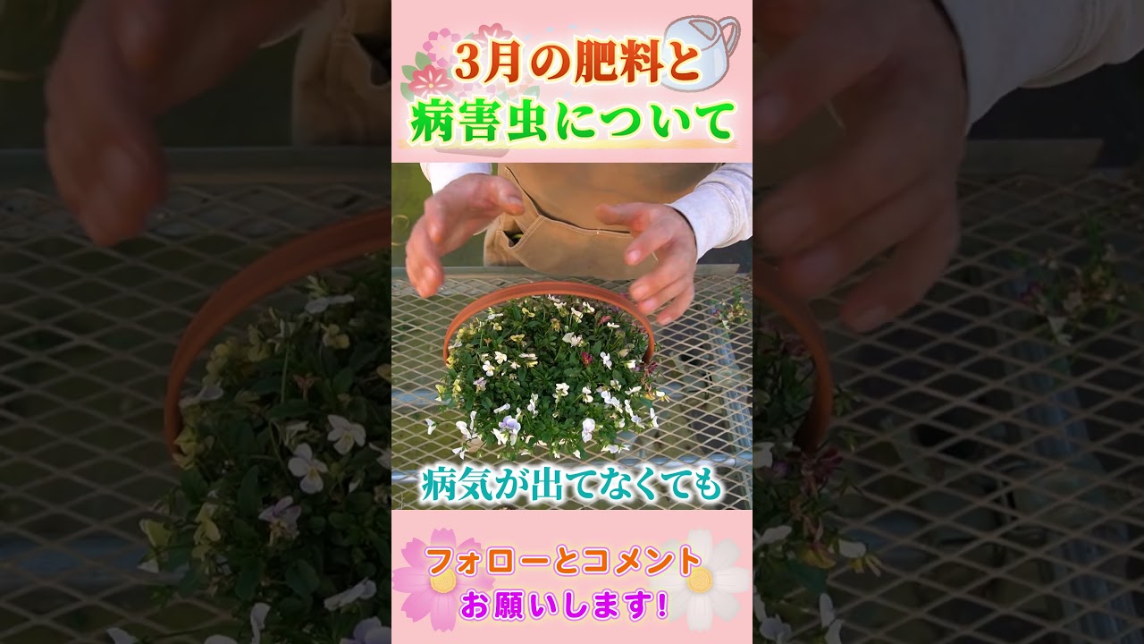3月の肥料と病害虫 by 園芸チャンネル 853 #園芸 #ガーデニング #初心者