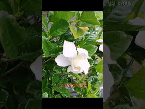 クチナシの越冬方法は？魅惑的な花を霜から守るにはどうすればよいですか？  庭園