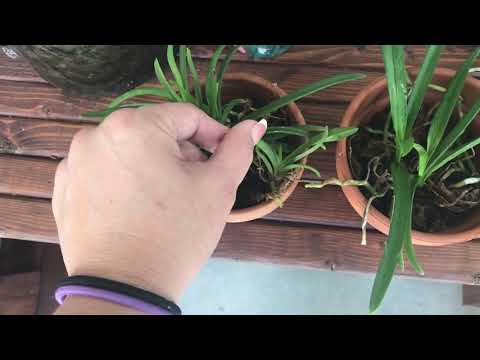 Vanda Seedlings update