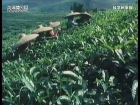 新熱帯エコゾーン: 学名別の胞子植物について詳しく解説