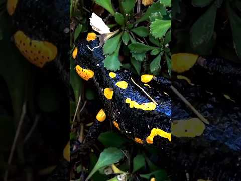 Rare Encounter: Black and Yellow Spotted Salamander in the Wild