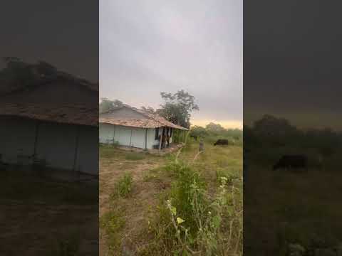 Conceição da Feira Bahia #nordeste #cavalo #fazenda