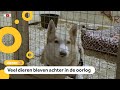 Hoe gaat het met de dieren in Oekraïne?