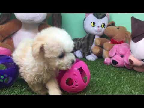 Topdogla- Maltipoo Puppy - Female - Bubble