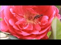 Peaceful Nature You See Like Subscribe Beautiful Flower Bird Status
