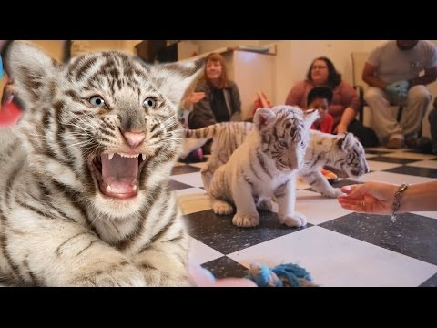 download lagu mp3 mp4 White Tiger Cubs For Sale, download lagu White Tiger Cubs For Sale gratis, unduh video klip White Tiger Cubs For Sale