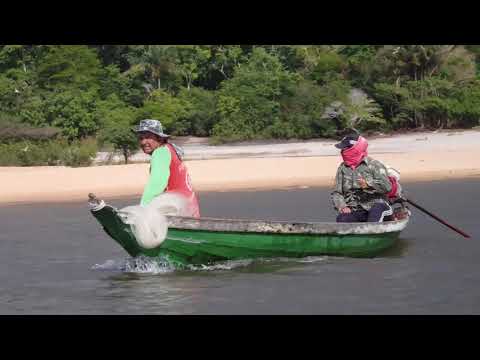 Alter do Chao, Amazon