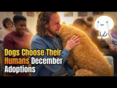 When Dogs Choose Their Humans — Adoption Moments