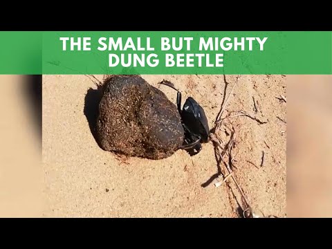 The Small But Mighty Dung Beetle