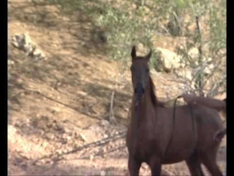 Matrix LL and Matrix NK