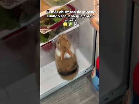 Conejo travieso #curiosidades #mascotas #animals #SabiasQue #animales