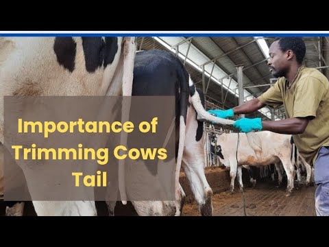 Cow Tail Trimming Explained | Hygiene, Comfort & Farm Safety