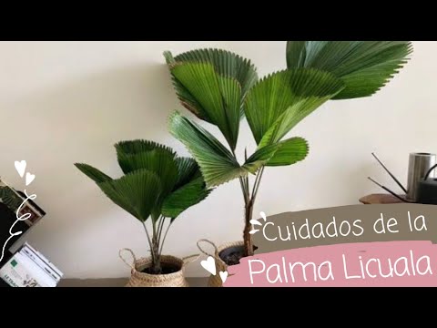 , title : 'CUIDADOS DE LA PALMA LICUALA #plantas #viral'