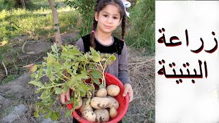 زراعة البتيته (البطاطس)