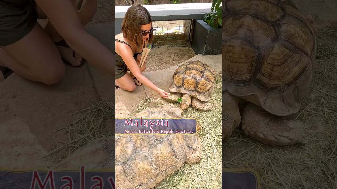 YouTube Short thumbnail