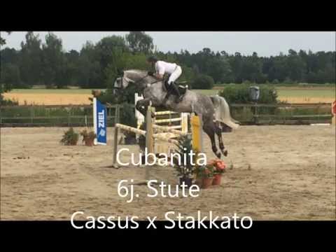 Cubanita (Cassus x Stakkato)