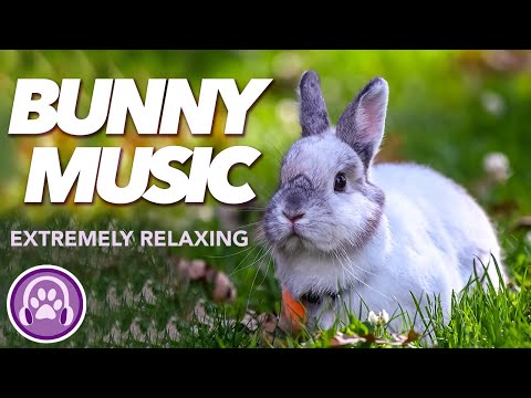 MUSIC FOR RABBITS - Over 4 Hours of Lullabies for Bunnies