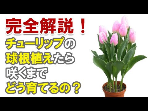 バージニア州のチューリップの木について詳しく解説