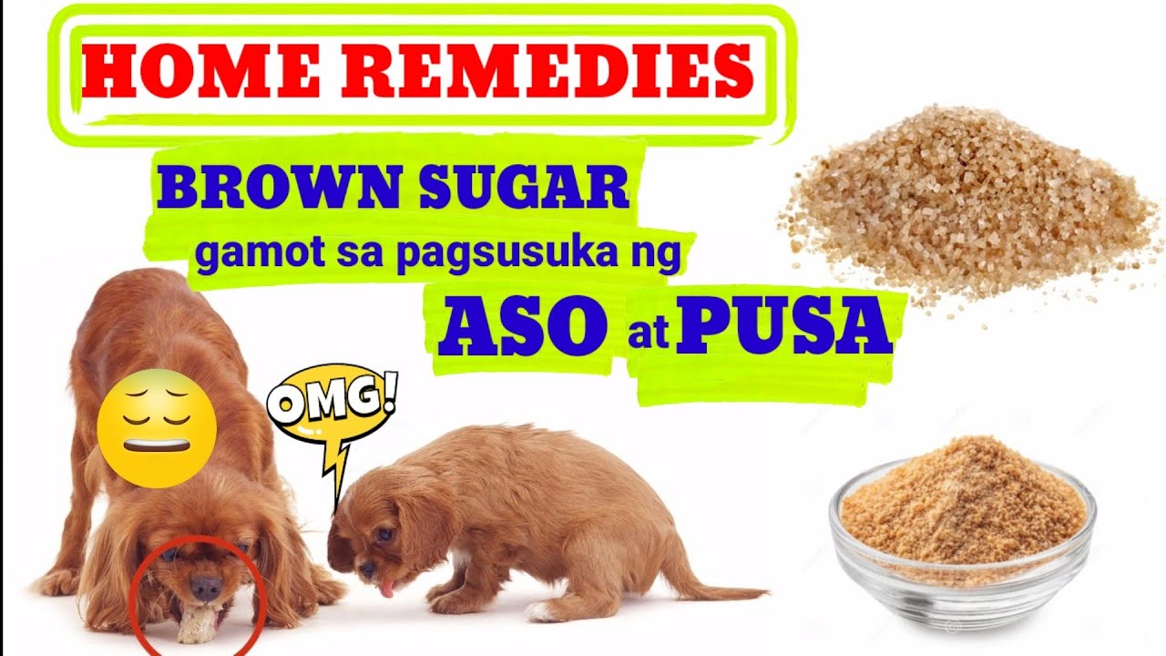 Putar video Gamot Sa Pagsusuka Ng Aso At Pusa | Home Remedies (#122) sekarang Gamot Sa Pagsusuka Ng Aso At Pusa | Home Remedies (#122)