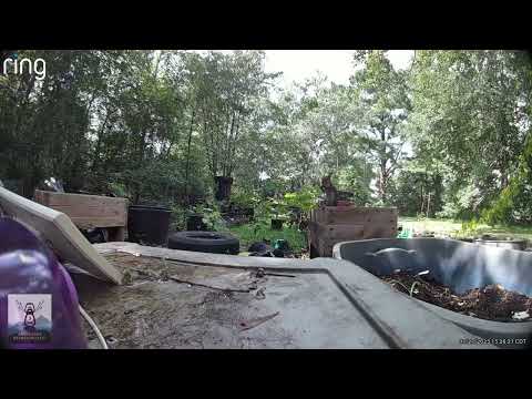 Ring Garden Camera Animals July 27 2025 1526