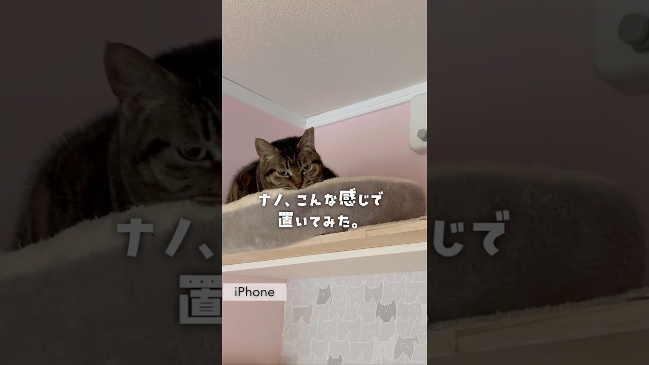 猫のイビキがお化けみたいなんですが…👻
