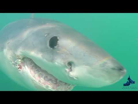 Oceans Research internship 2018: in 30 seconds