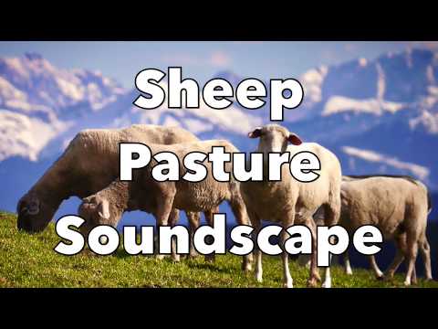 Sheep Soundscape | Atmosphere Soundscape