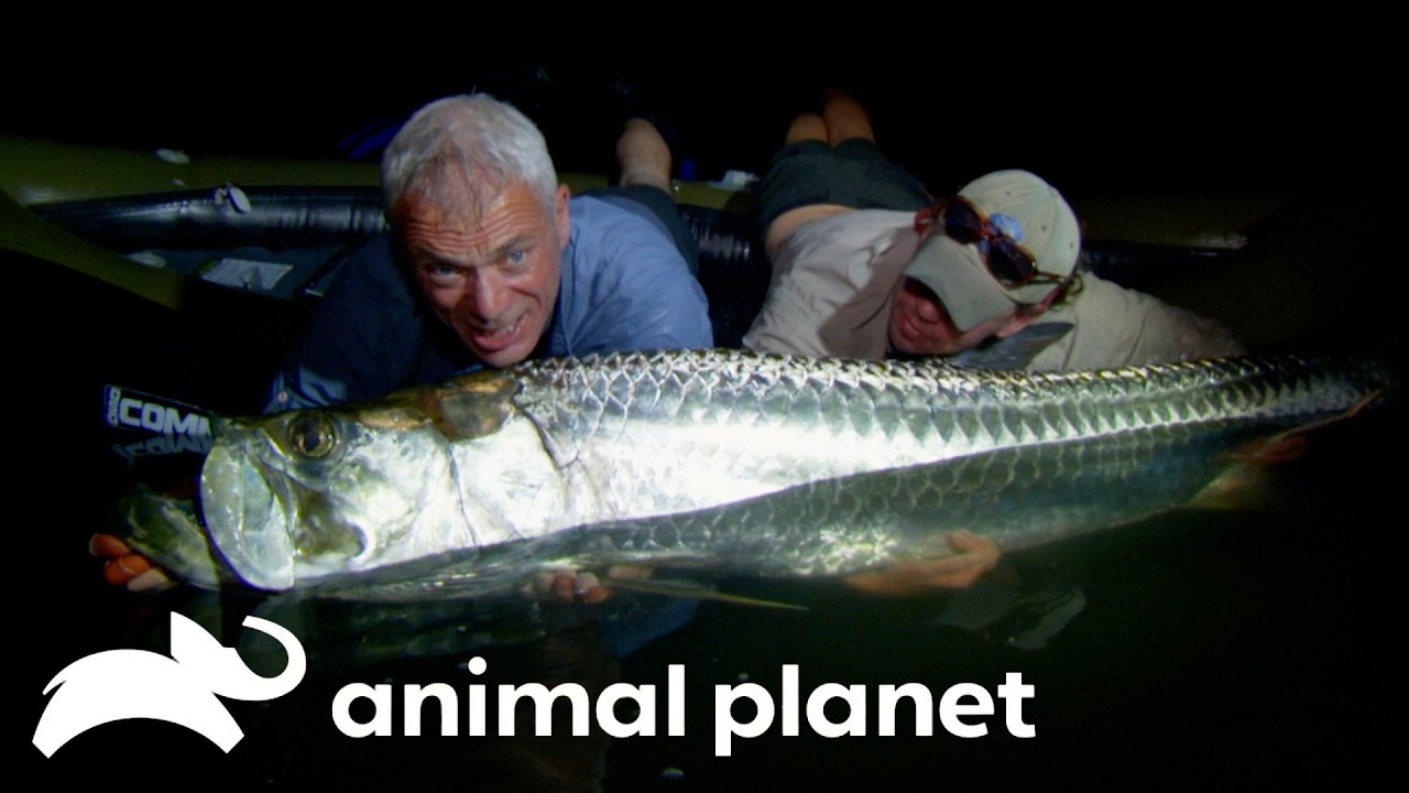 Bone-Smashing Fish PULLS Jeremy into a Tree! | River Monsters | Animal Planet