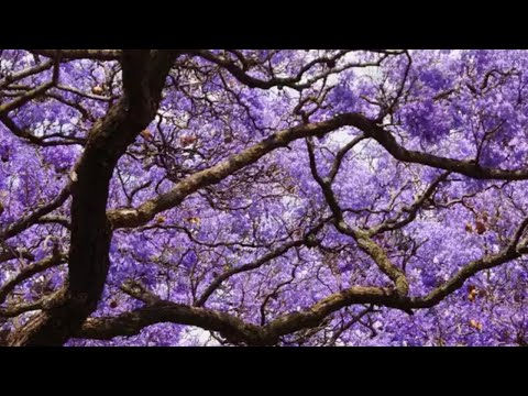Guastavino: 10 Cantilenas Argentinas