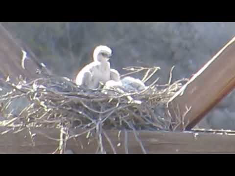 Hawk Chicks, White Fluff, 05/10/2022