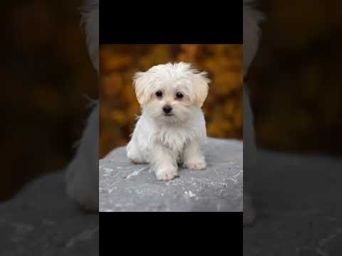 🇦🇿and🇹🇷 dogs#dog#azerbaijan#turkey