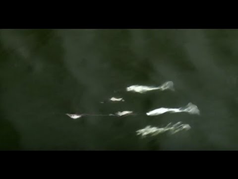 How to fish the YUMbrella 3 wire Flash Mob Jr.