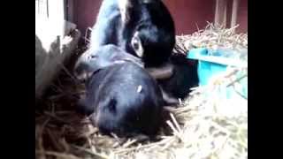 preview picture of video 'Baby Belgian Hares looking for mom for a feed! -part 1(of2)'