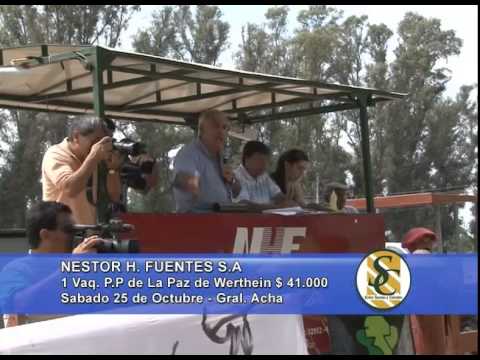 Nestor Hugo Fuentes S.A. - Venta Vaquillonas - General Acha - 25/10/2014