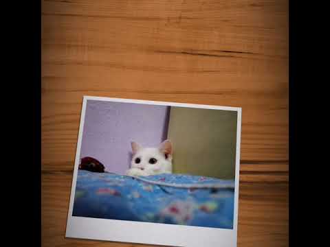 My little cute cat Teh 2019