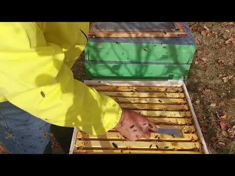 1342. Pregatirea de iernare a familiilor de albine