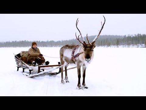 Magical Finland Sleigh Ride! | Reindeer Family and Me | BBC Earth