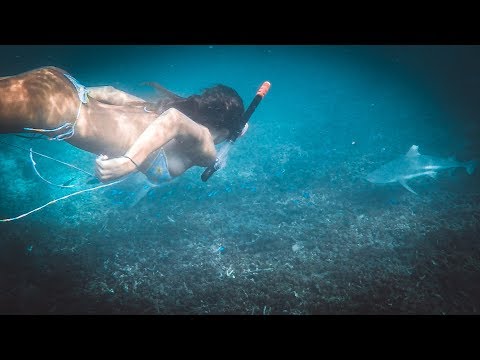 SNORKELING WITH SHARKS ON KOH TAO | THAILAND