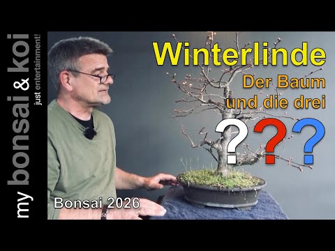 Bonsai 2026-4 - Winterlinde - Der Baum und die drei Fragezeichen??? - #bockaufbonsai